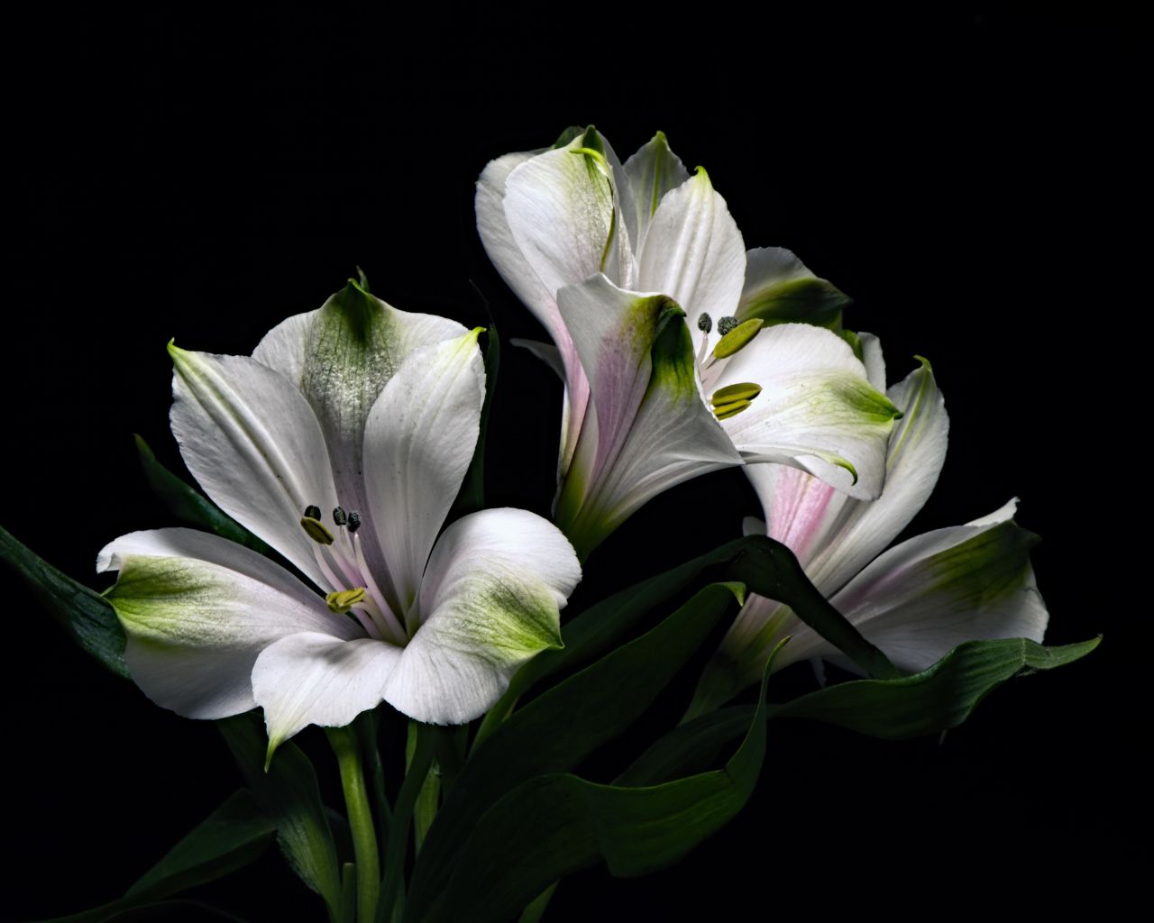 Белые цветы альстромерия с зелеными листьями на черном фоне