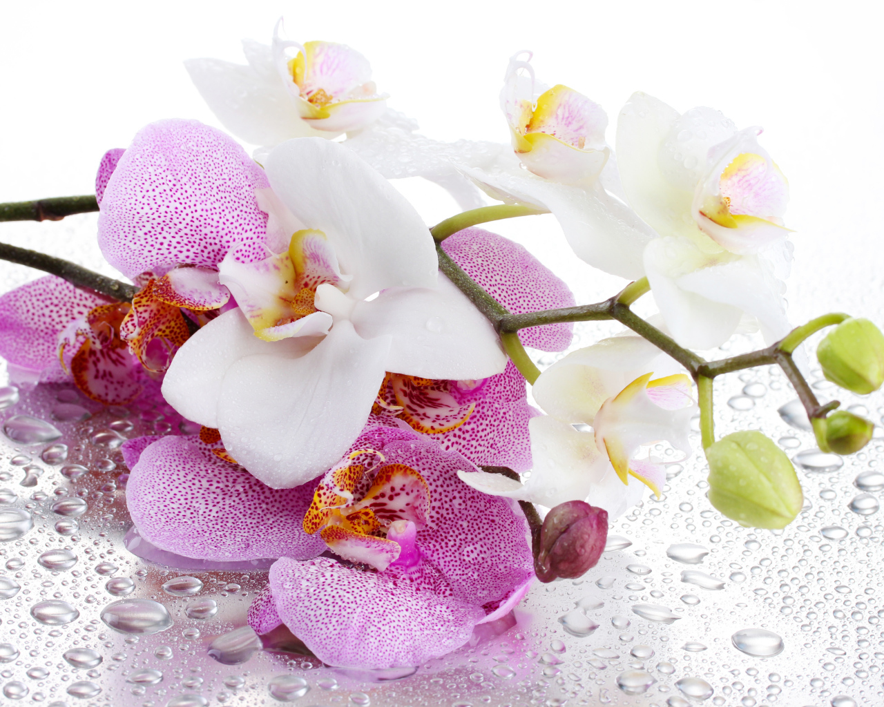 Белые и розовые цветы орхидеи на мокром белом фоне 
