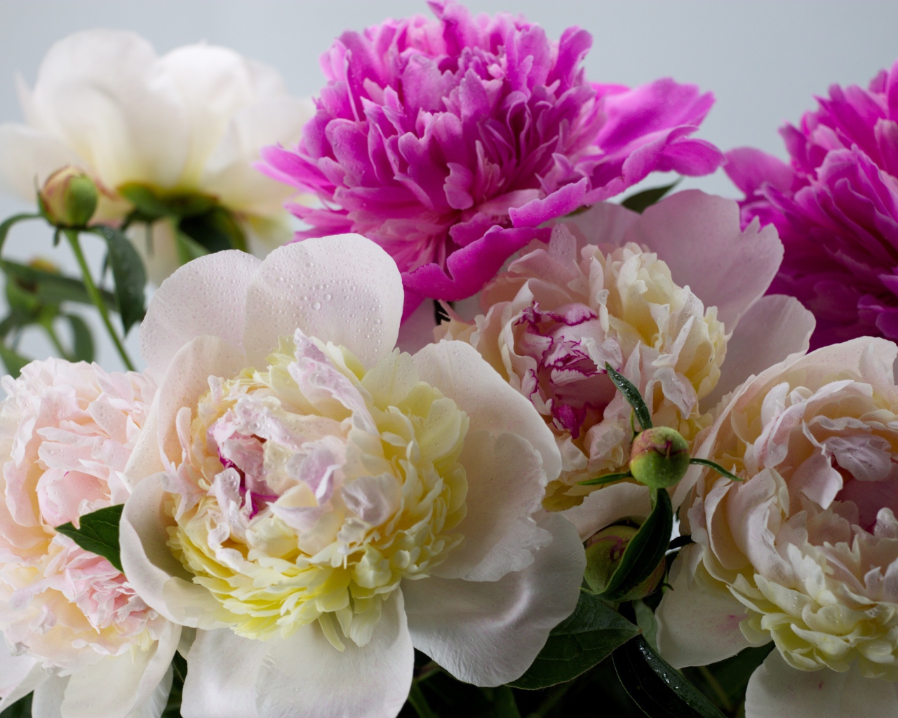 Белые и розовые цветы пиона крупным планом