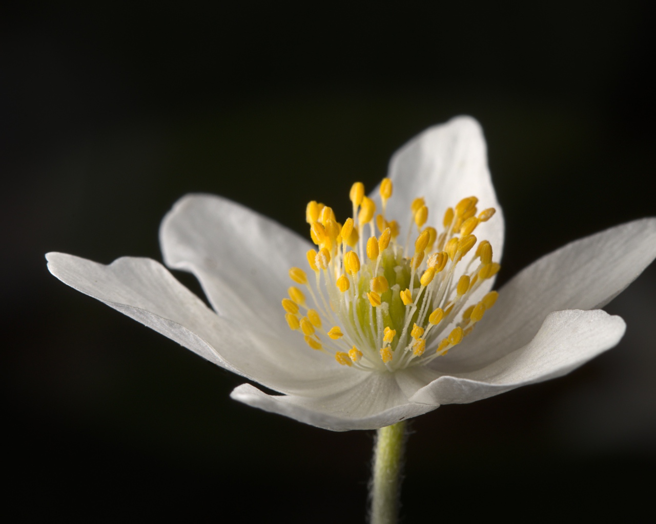 Белый цветок анемона на черном фоне 