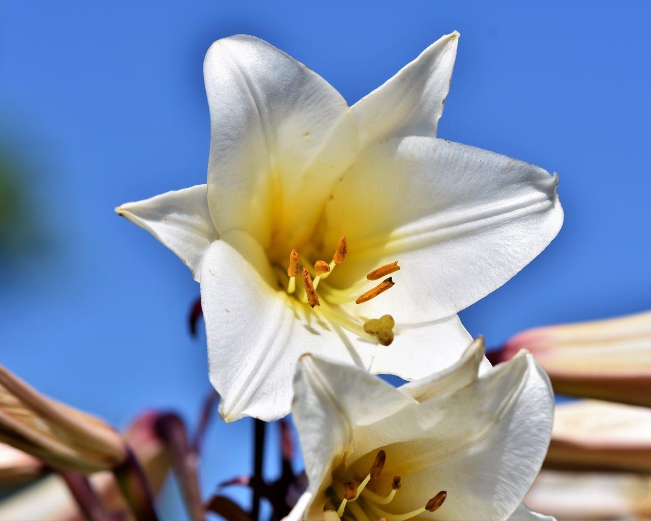 Белый красивый цветок лилии на фоне голубого неба