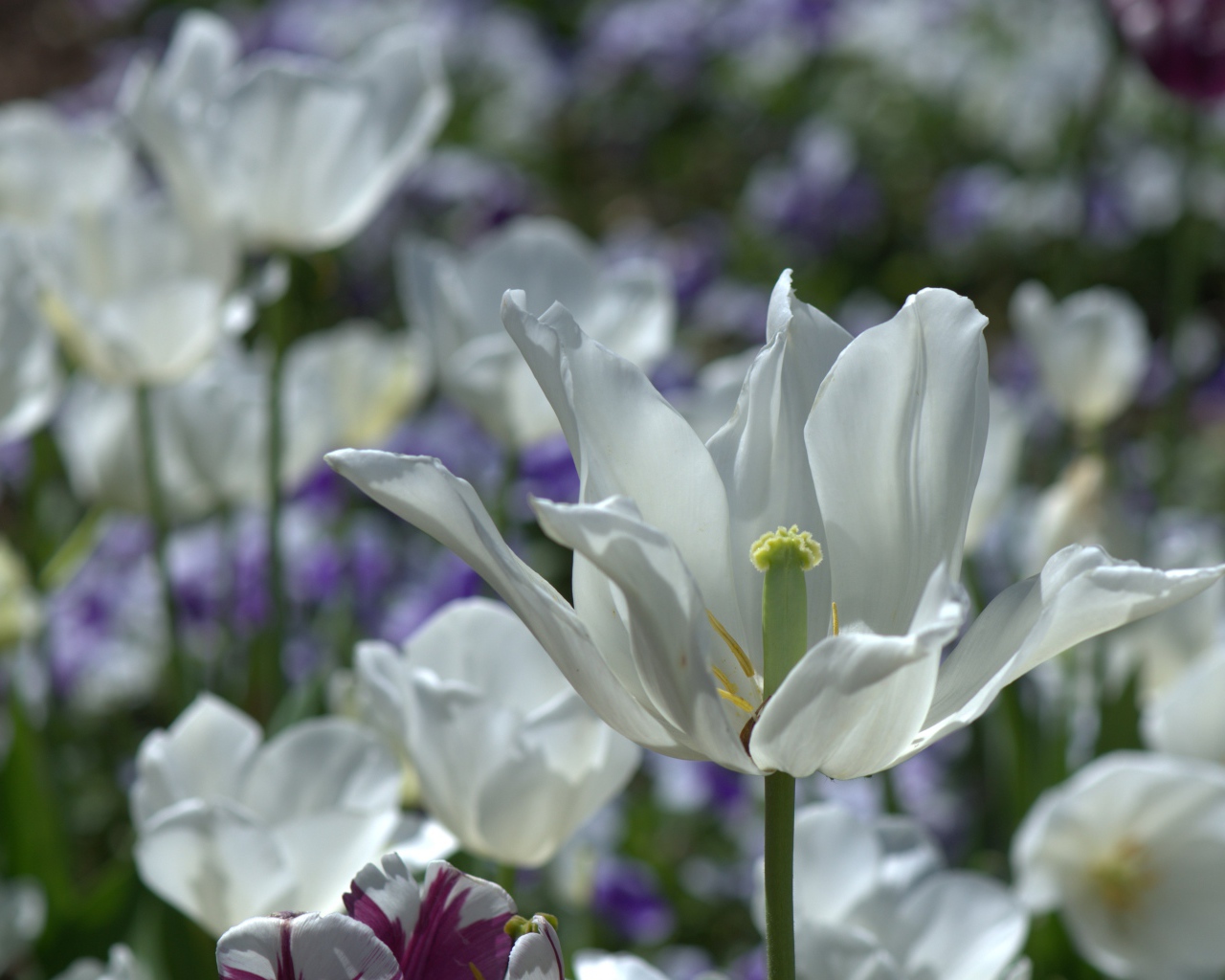 Белый распустившийся тюльпан в лучах солнца