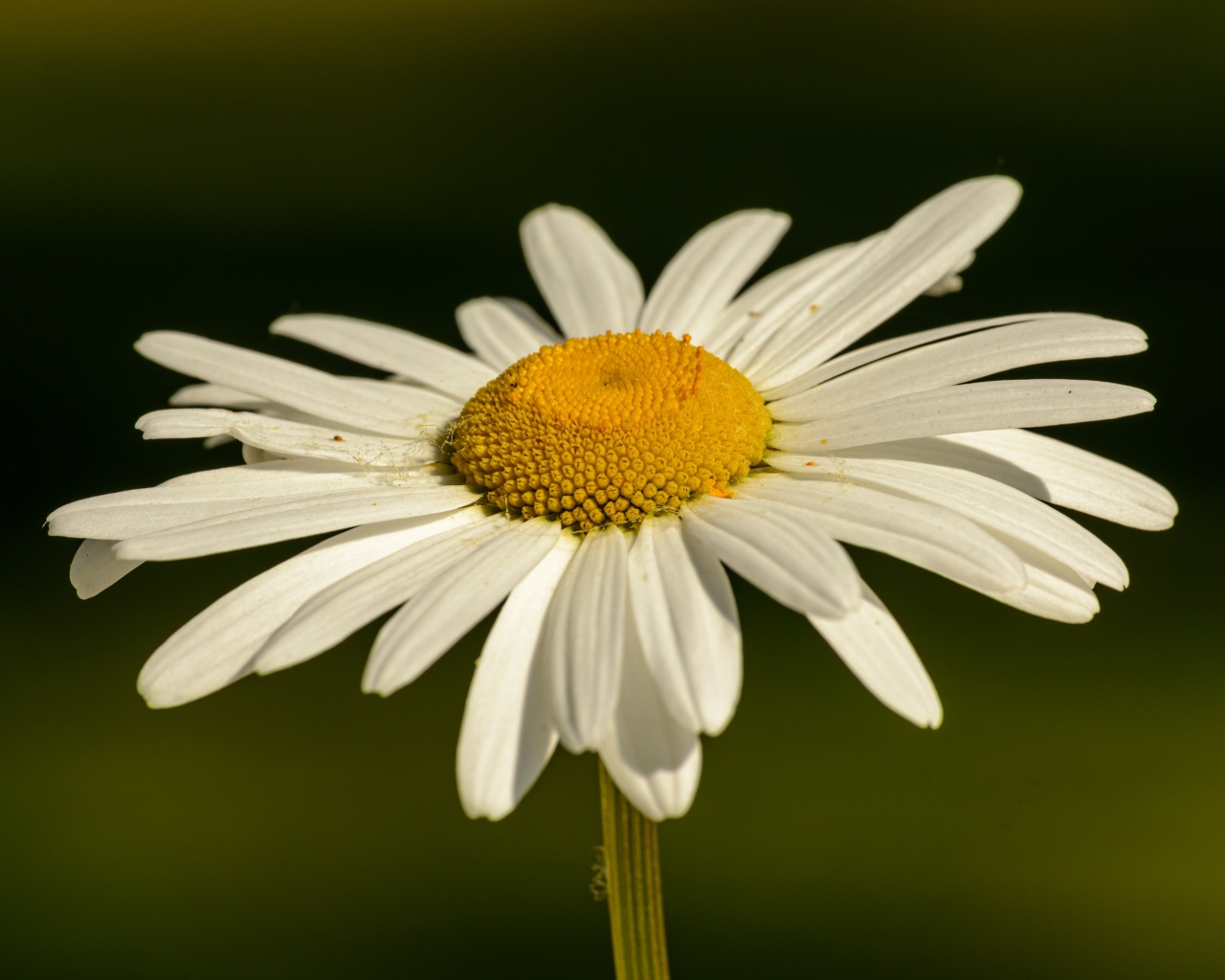 Белая ромашка с желтой серединкой в лучах солнца крупным планом