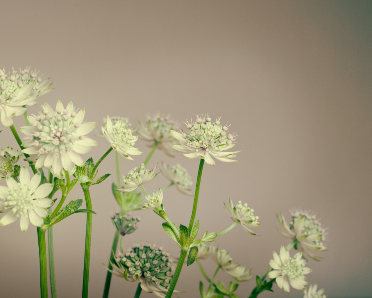 Белые цветы сельдерея на сером фоне