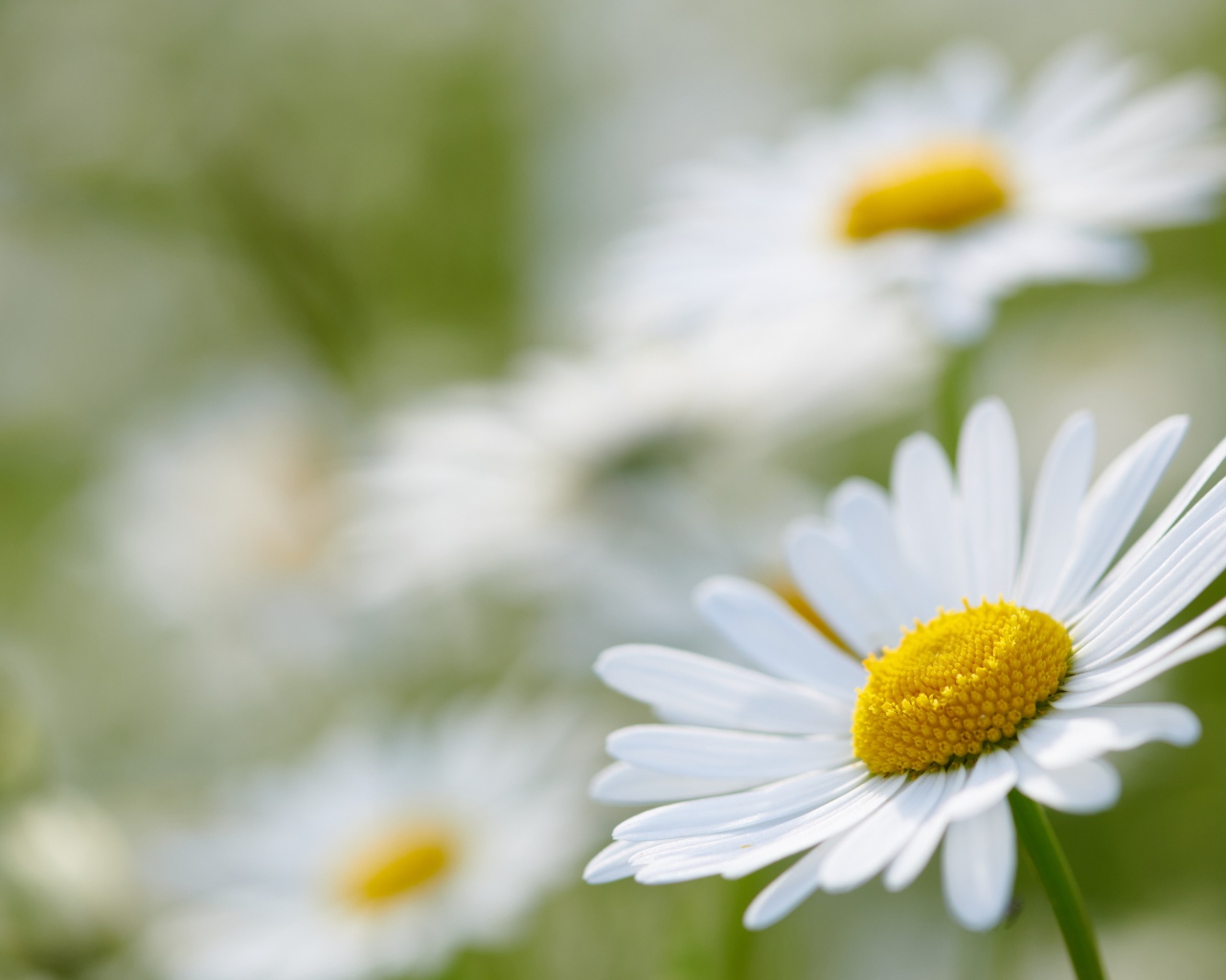 Белая ромашка на поле крупным планом