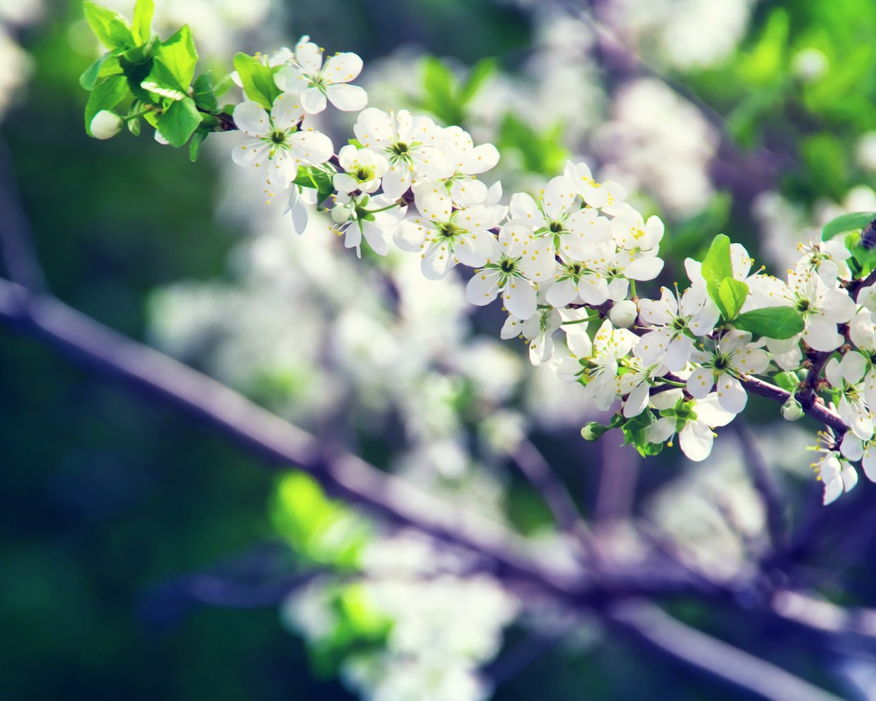 Белые цветы вишни на ветке крупным планом 