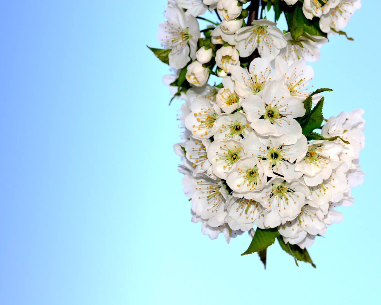 Белые цветы черешни с зелеными листьями на голубом фоне