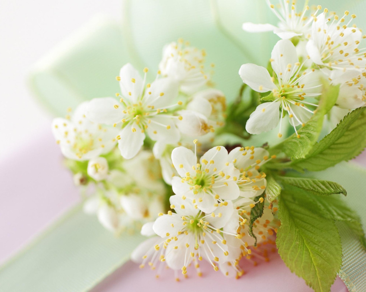 Белые цветы черешни с зелеными листьями на столе с лентой