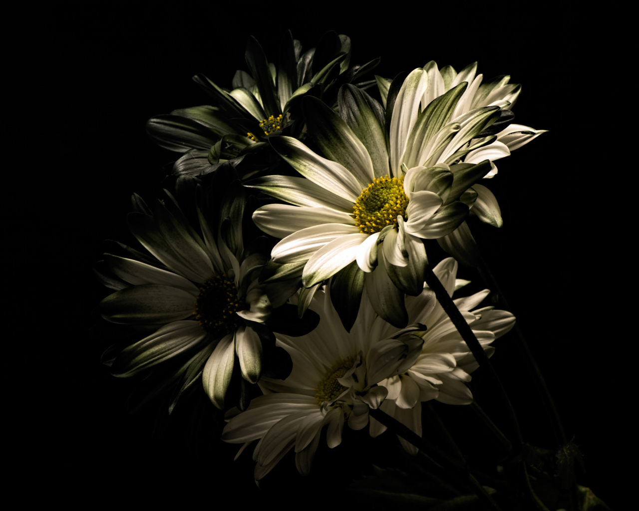 Белые цветы хризантемы на черном фоне