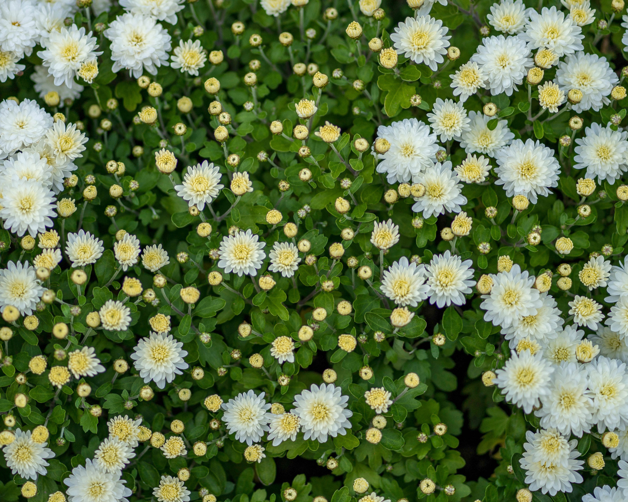 Белые хризантемы с бутонами на клумбе