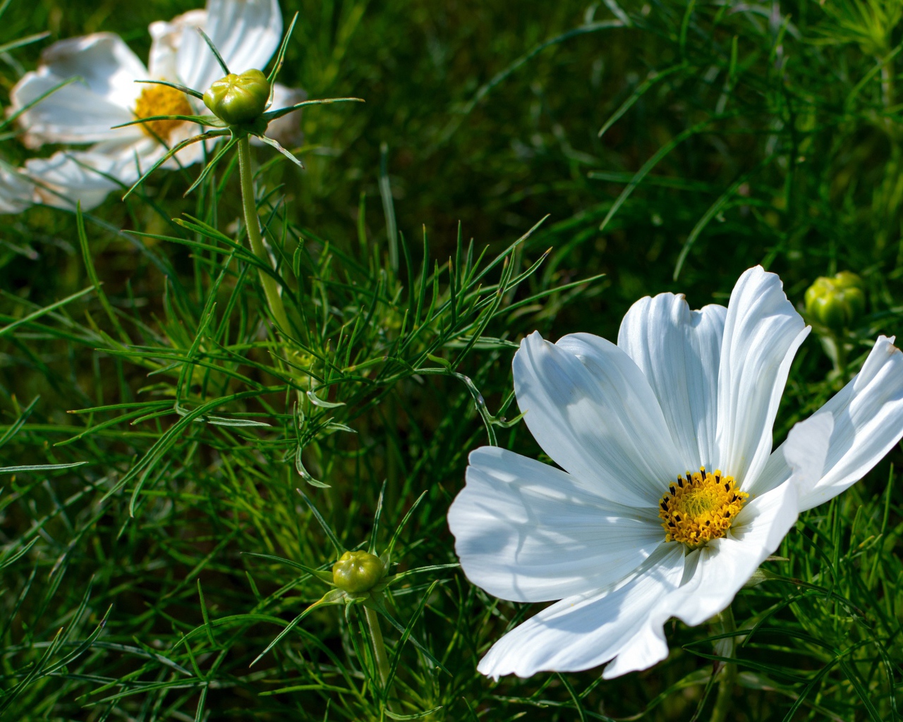 Белые цветы космея с бутонами в зеленых листьях 
