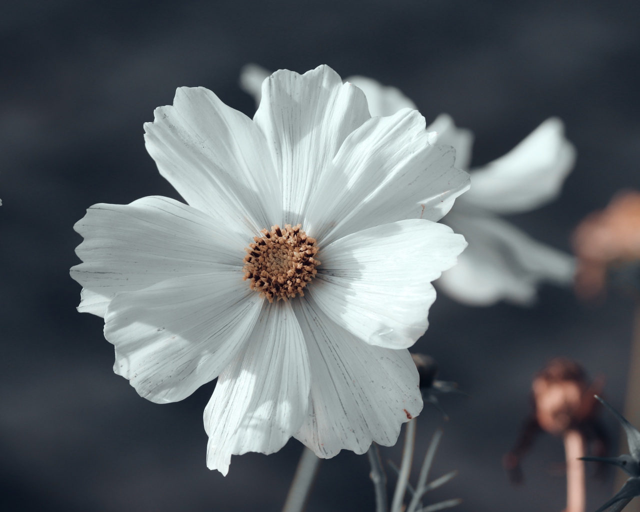 Белый цветок космеи с бутонами крупным планом 