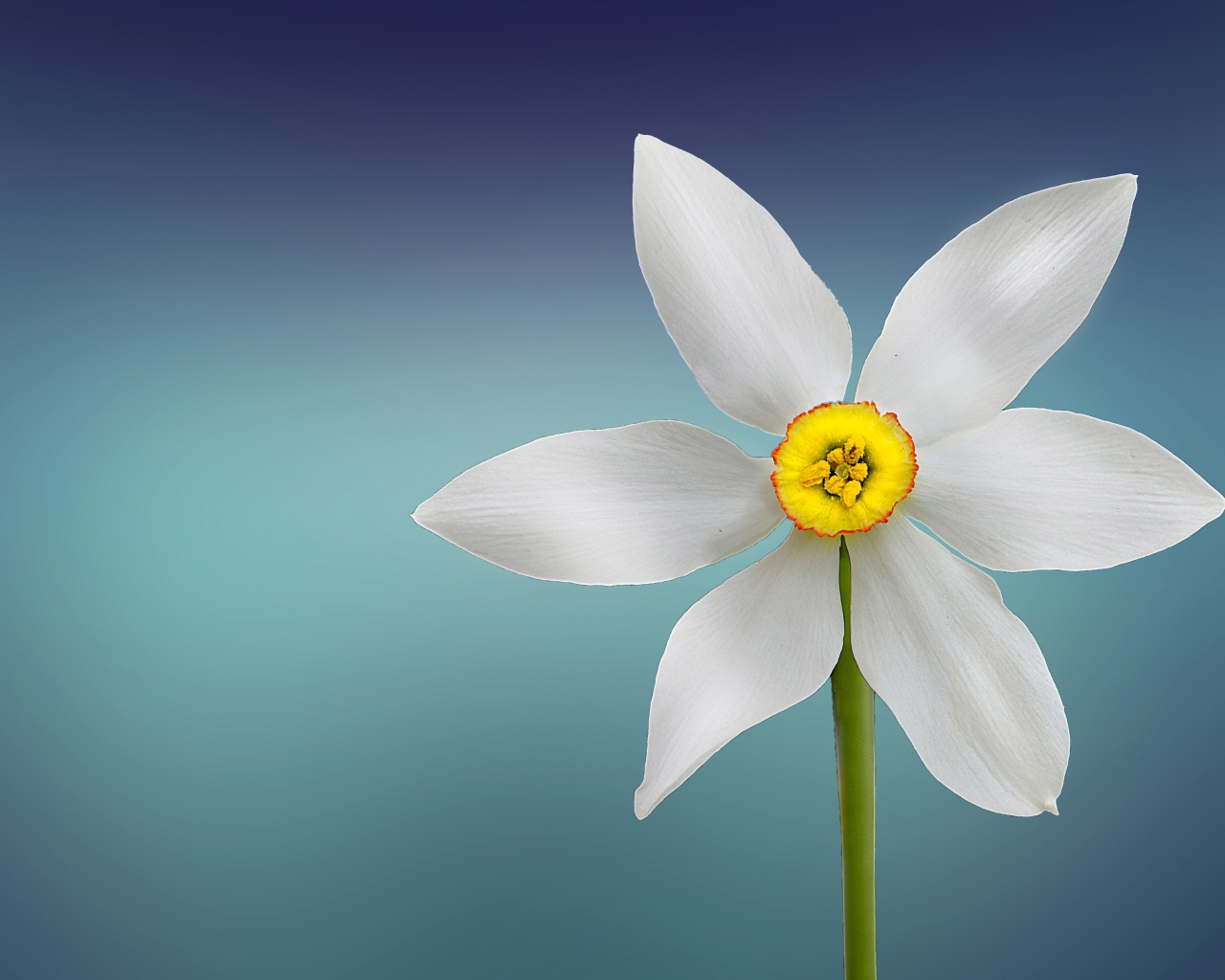 Белый нарцисс с желтой серединкой на голубом фоне