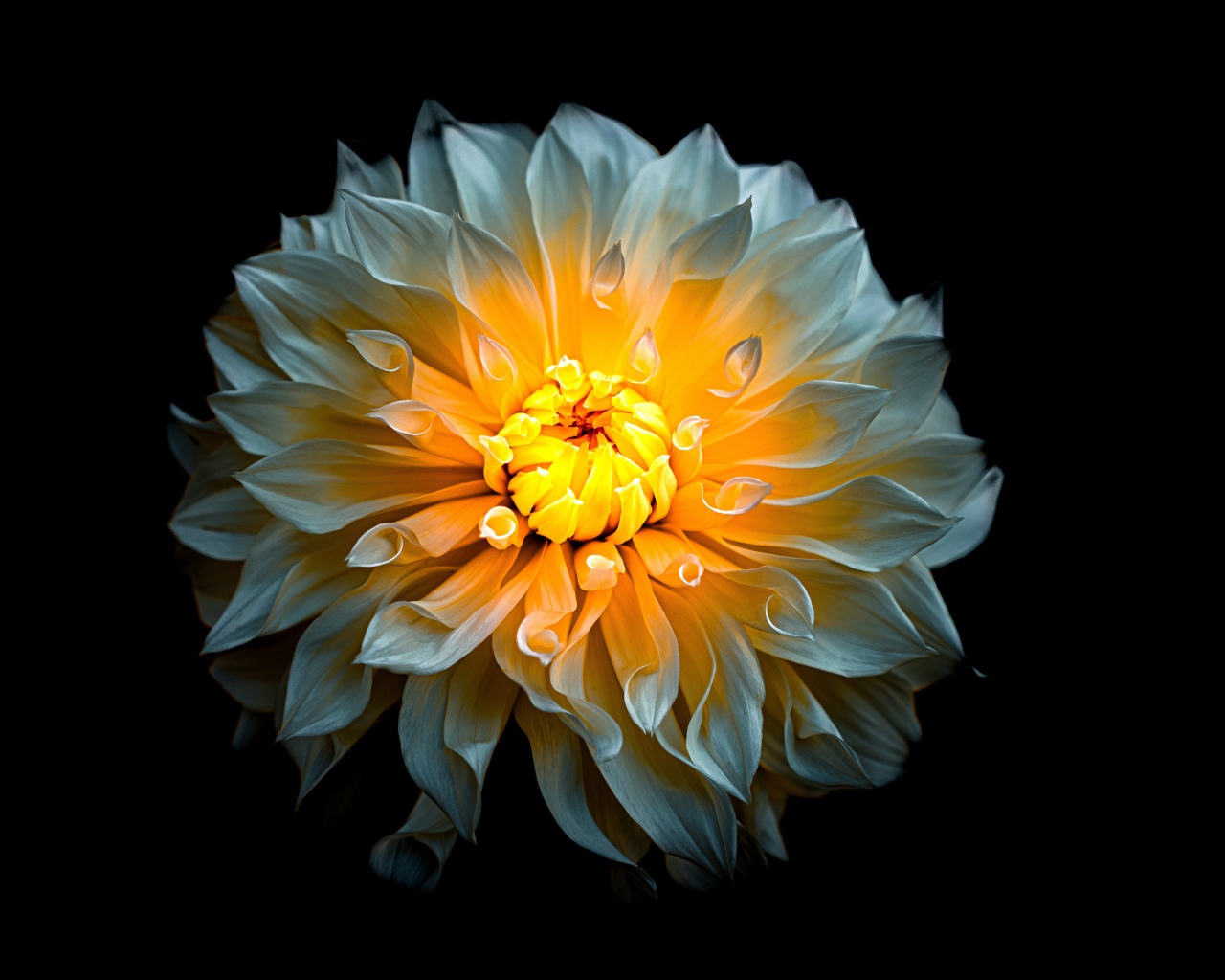 Белый цветок георгины с желтой серединкой на черном фоне