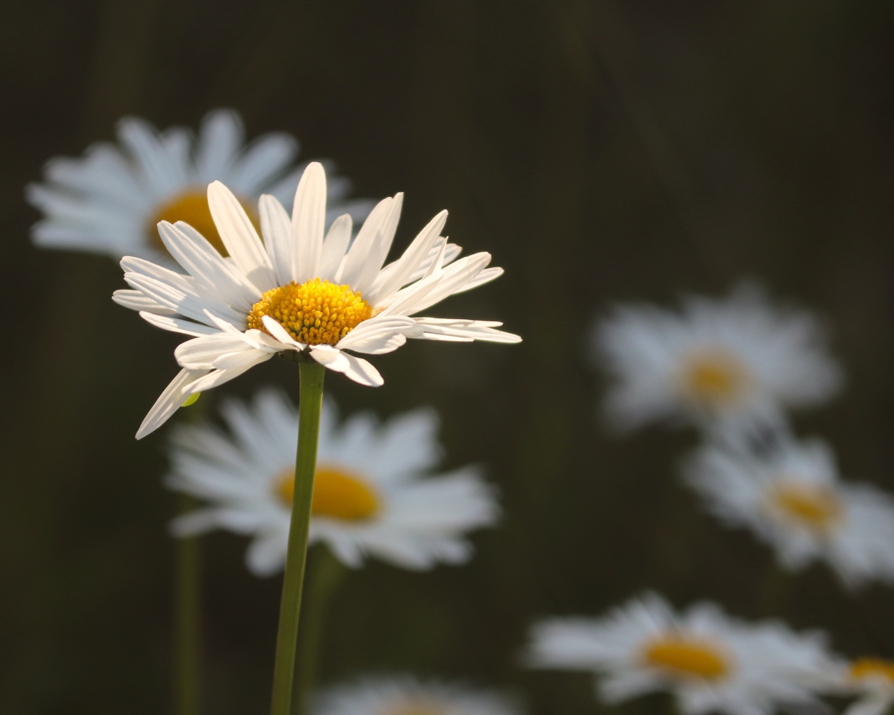 Белые ромашки в лучах солнца на поле