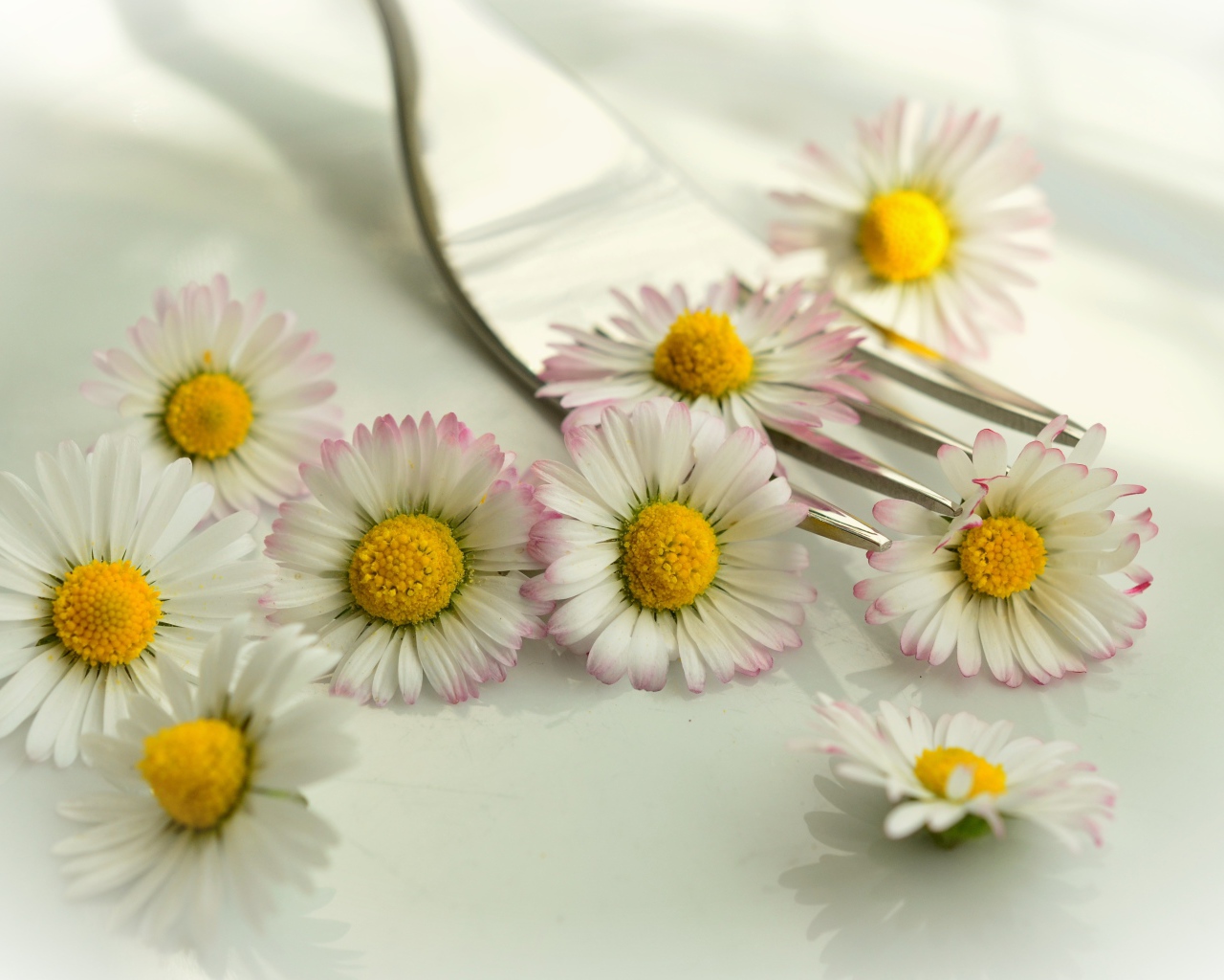 Белые маргаритки с желтыми серединками на столе с вилкой