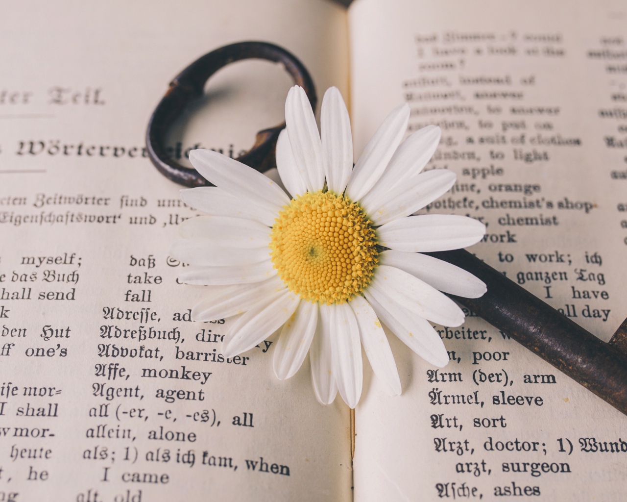 Белая ромашка с ключом лежат на книге
