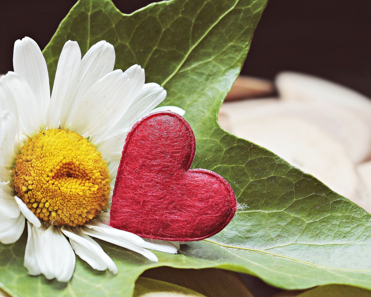 Белая ромашка с красным сердцем на листе