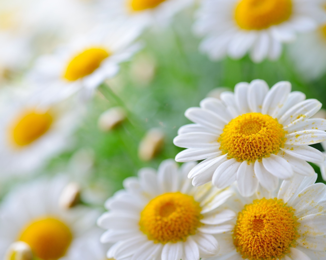 Белая ромашка с белыми лепестками в пыльце