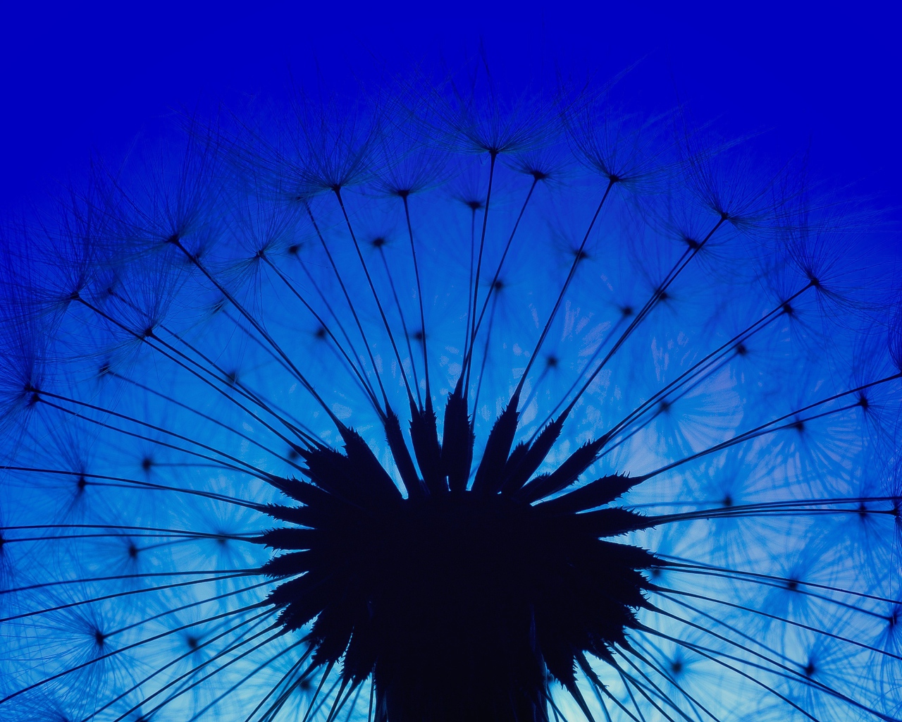 Белый одуванчик на фоне голубого неба в сумерках