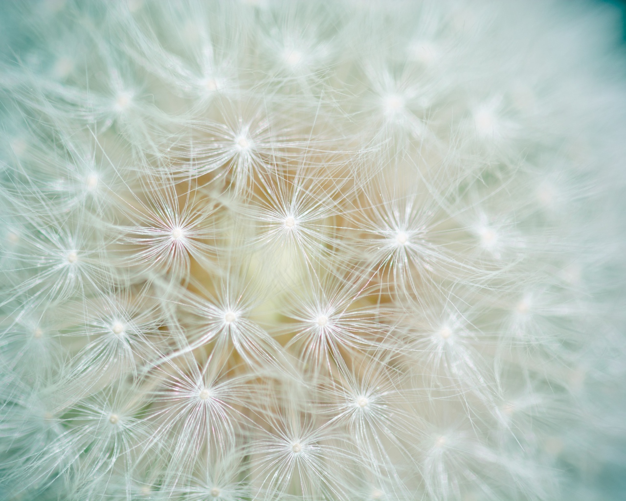 Белый цветок одуванчика крупным планом