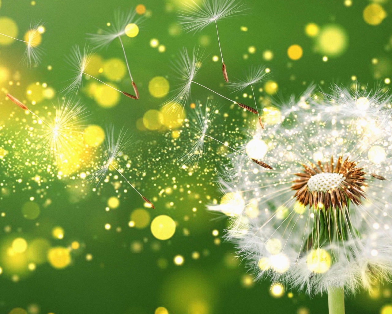 Белый одуванчик разлетается на зеленом фоне