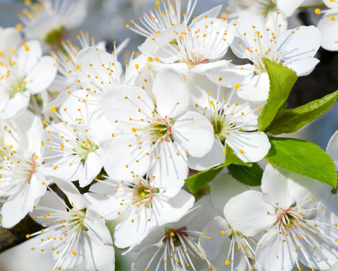 Белые нежные цветы черешни на дереве