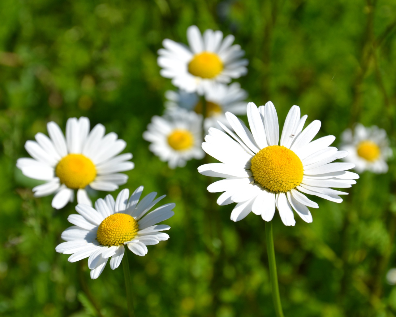 Белые нежные цветы ромашки в лучах солнца 
