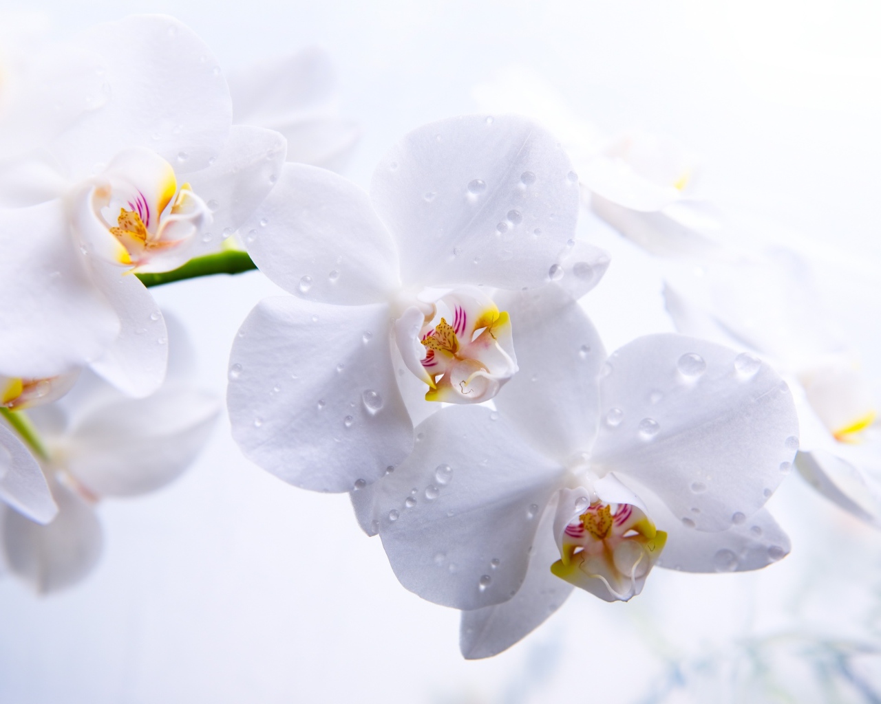 Белые нежные цветы орхидеи в каплях воды