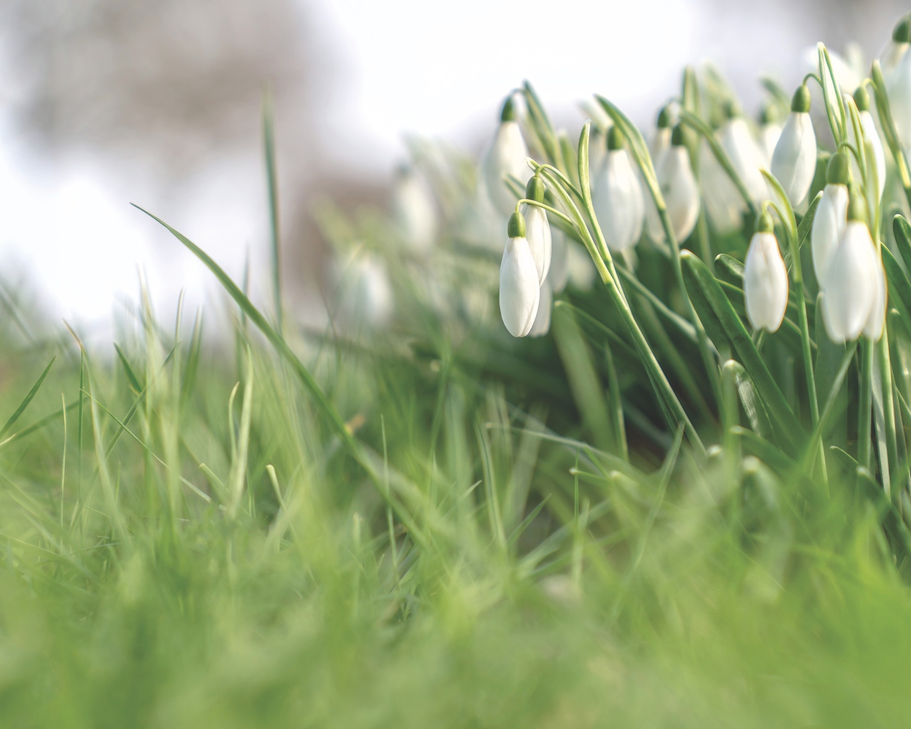 Белые нежные весенние цветы подснежники 