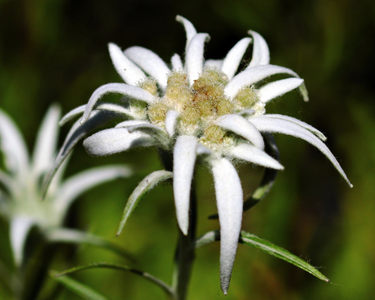 White edelweiss flowers close up