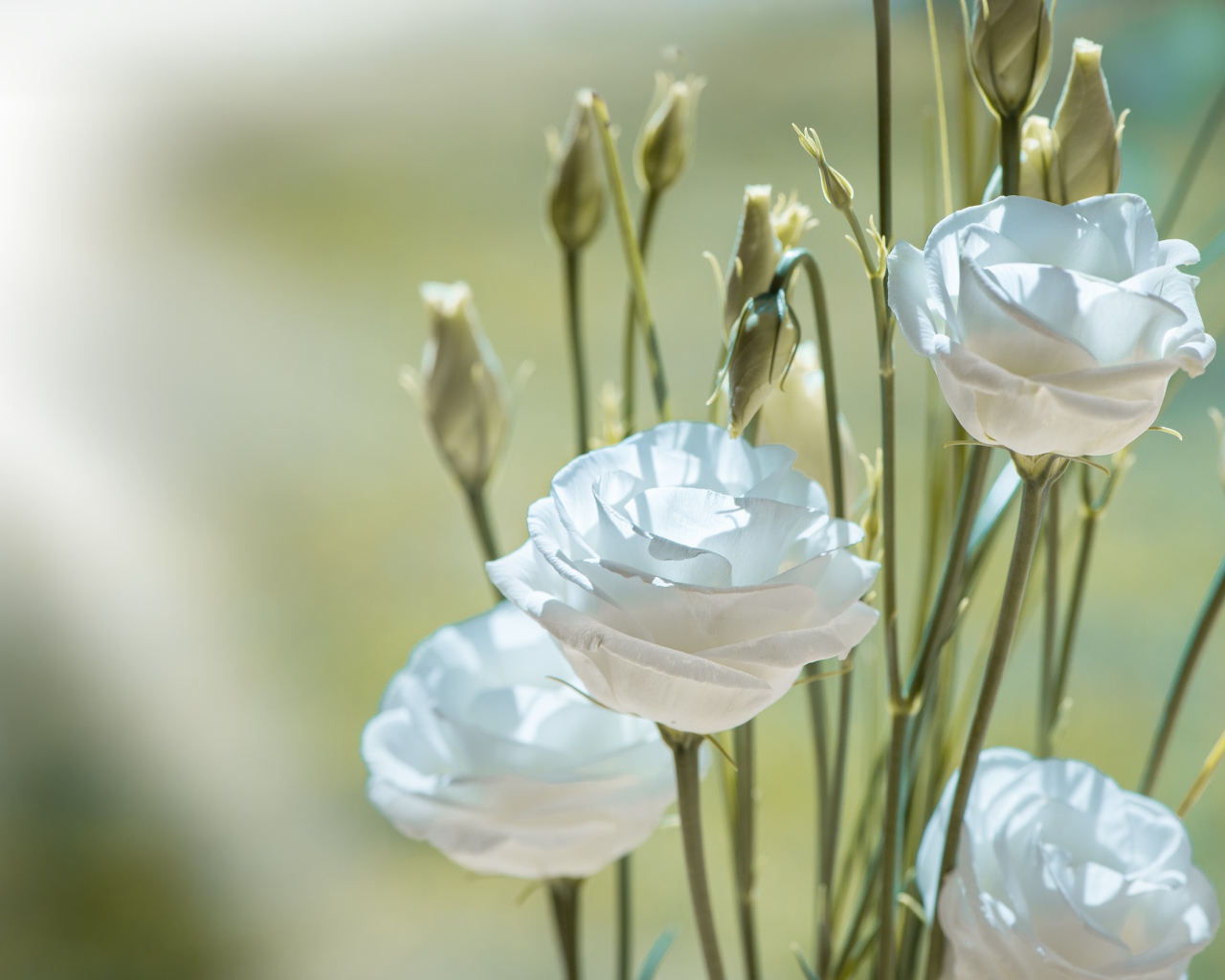 Белые цветы эустома с бутонами крупным планом