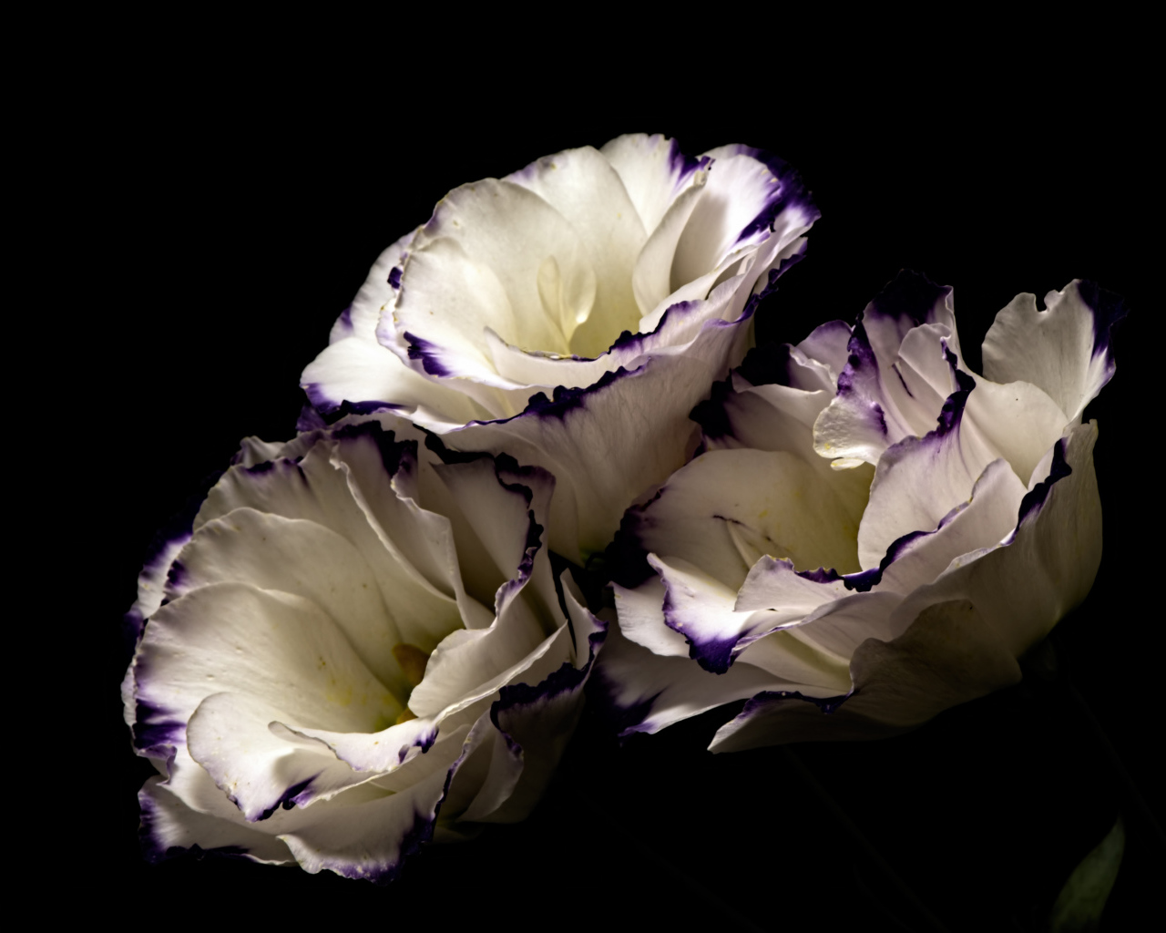 Белые цветы эустома с фиолетовыми концами на лепестках на черном фоне