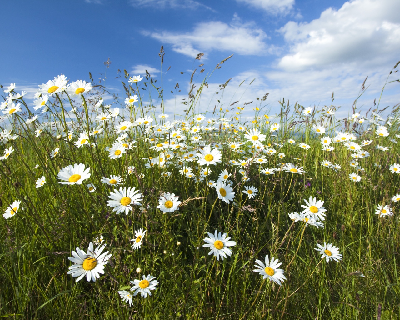 Белые полевые ромашки с колосками на поле под голубым небом 