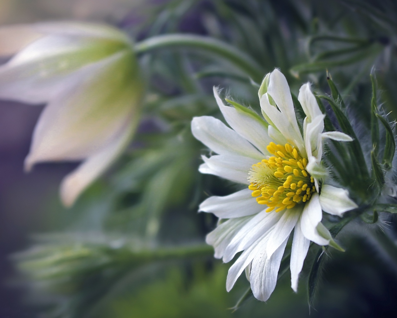 Белые цветы прострела с зелеными листьями