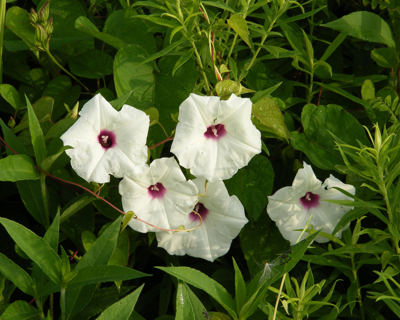 White flowers of morning glory in green leaves