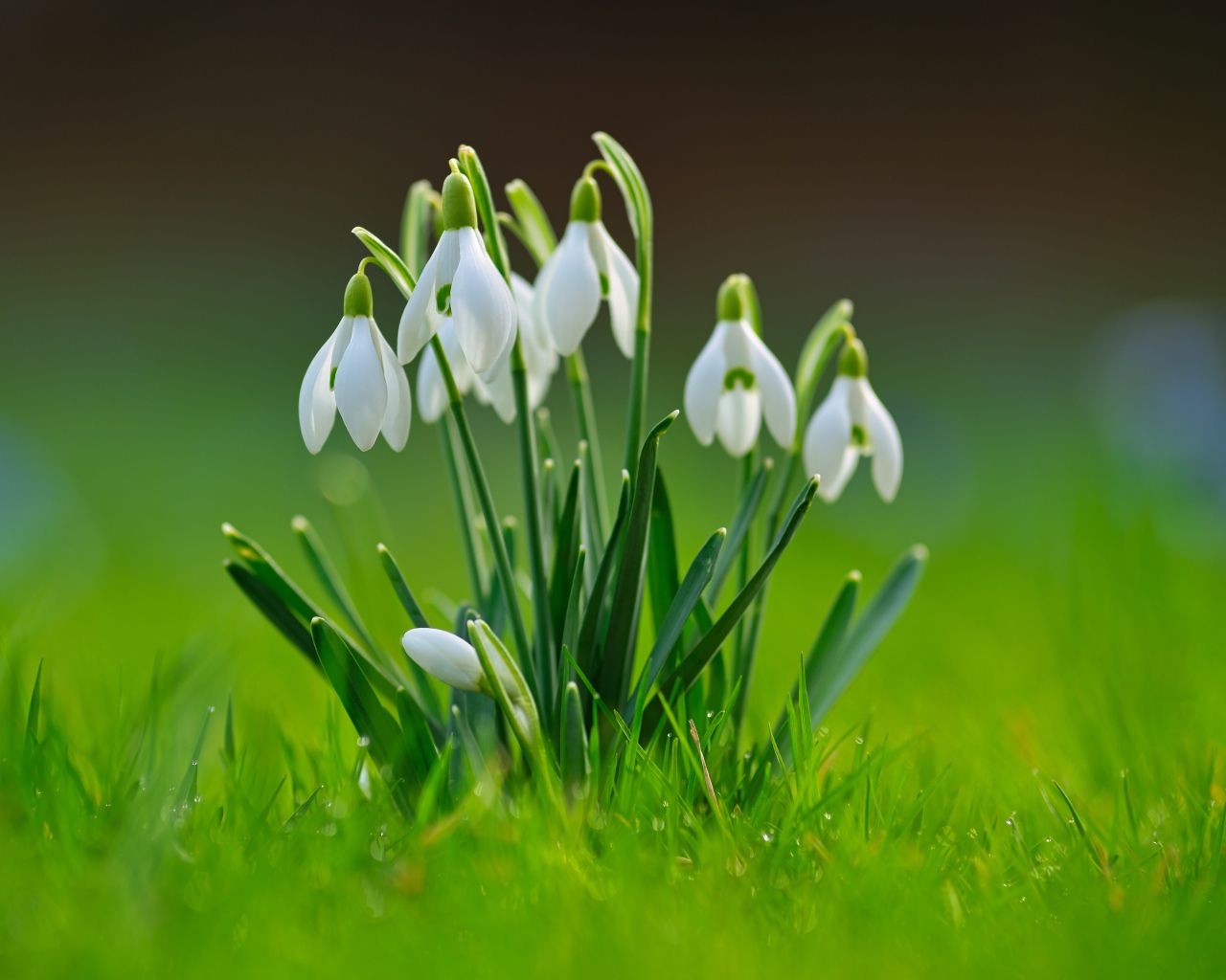 Белые цветы подснежников с зелеными листьями в траве 