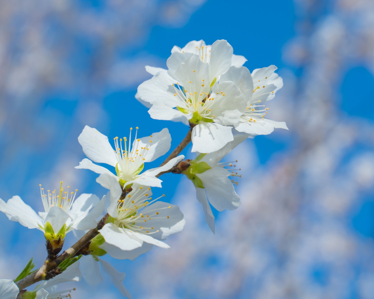 Белые цветы на ветке дерева на фоне неба