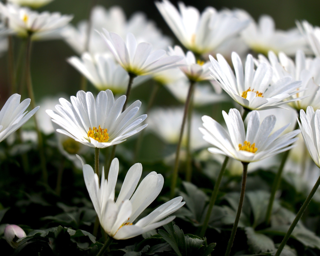 Белые цветы остеоспермум на клумбе 