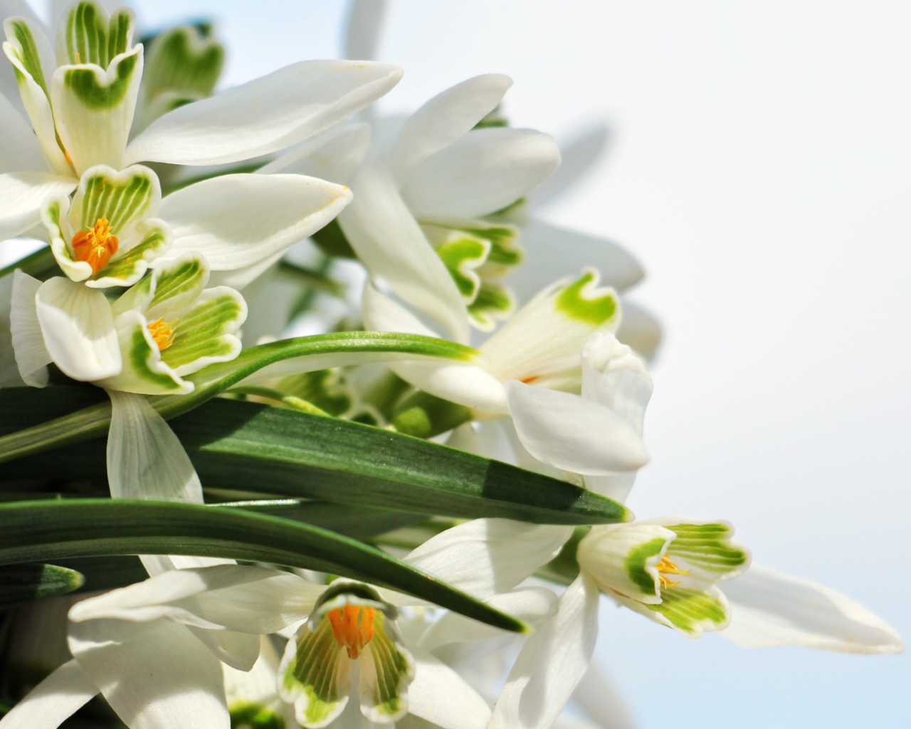 Белые цветы подснежники с зелеными листьями на белом фоне