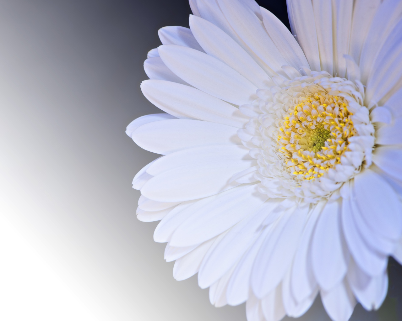Белый цветок гербера на сером фоне крупным планом