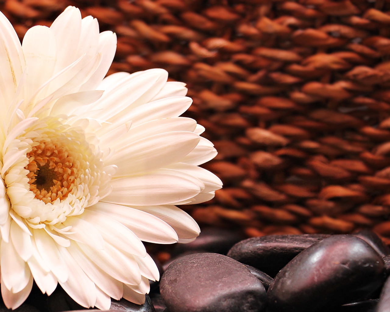 Белая гербера с черными камнями