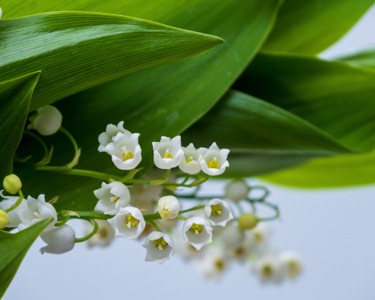 White lily of the valley flowers with green leaves