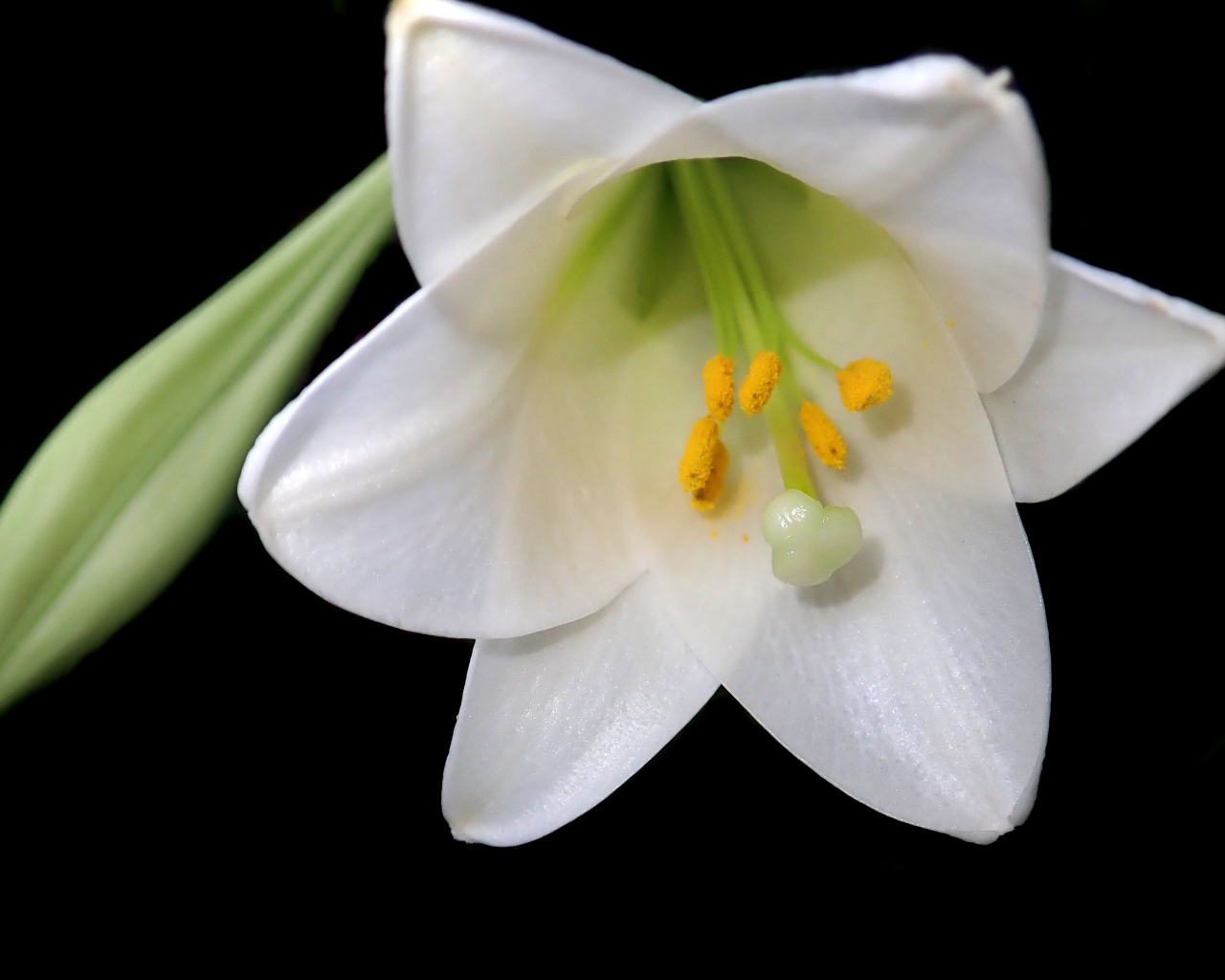 Белая лилия с бутоном на черном фоне