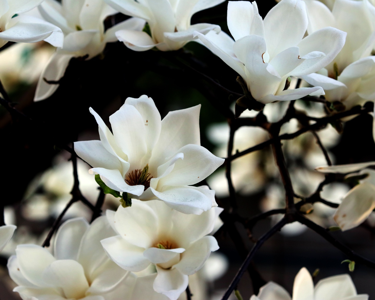 Белые цветы магнолии на ветках 