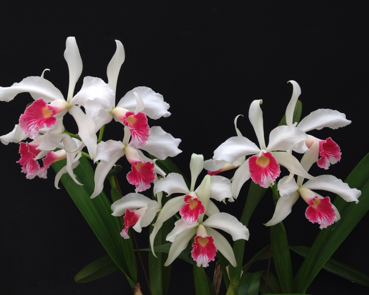 Белые орхидеи с розовой серединкой на черном фоне