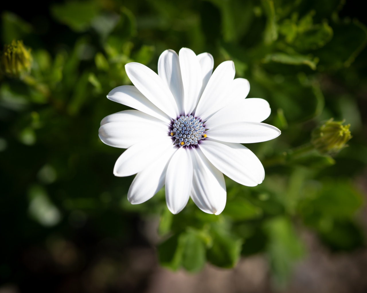 Белый цветок остеоспермум в лучах солнца 