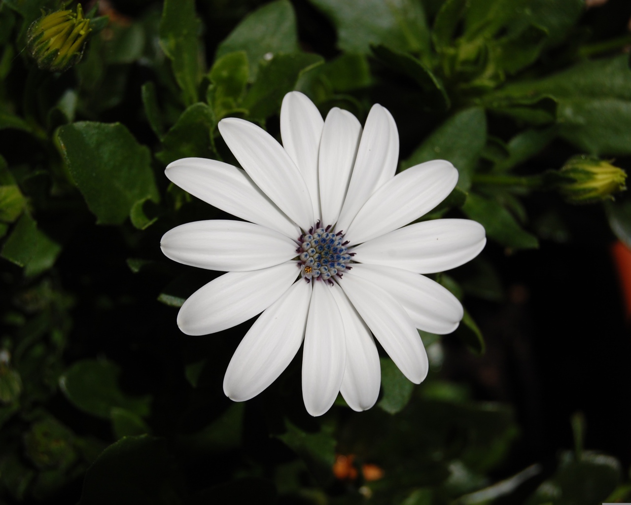 Белый цветок остеоспермум с бутонами 