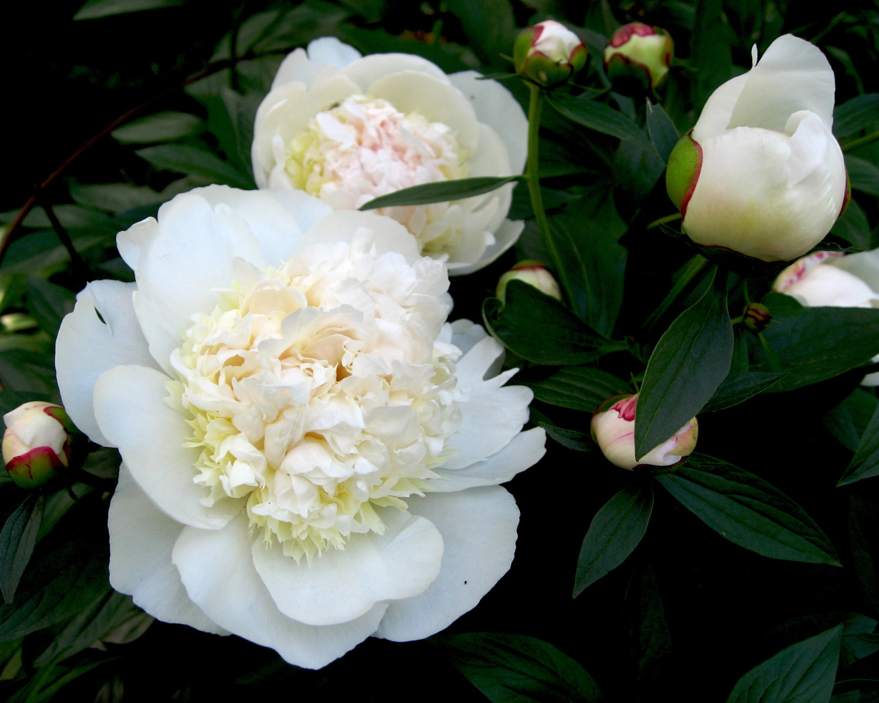 Белые цветы пиона с бутонами в зеленых листьях