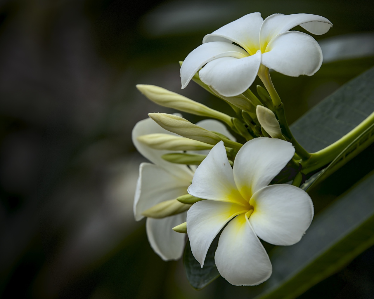 Белые цветы плюмерии с бутонами  на ветке 